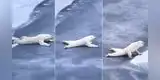 Captan a oso polar deslizándose de una singular manera sobre fina capa de hielo y la razón es viral [VIDEO]