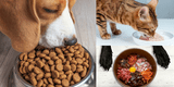 Mascotas: ¿Cómo ofrecerles una alimentación correcta?