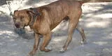 Un perro pitbull mató a un cachorro y denuncian que iba a atacar a un niño de 11 años: "No hubo forma de pararlo"