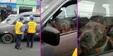 Perrito es intervenido por inspectores municipales por ‘estacionarse’ en zona prohibida [VIDEO]