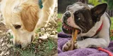 Mascotas: Evita que tu perro coma cosas del suelo