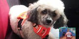 Familia ofrece S/2 mil soles por mascota que escapó de veterinaria en Miraflores: "Estoy destruida por dentro"