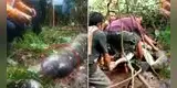 Pitón de 6 metros se comió viva a una mujer que se encontraba desaparecida, pero logran rescatar el cadáver [FOTO]