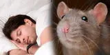 ¿Qué significa soñar con ratas y por qué es el sueño más común de los peruanos?