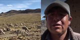 Huancavelica: alpacas y ovejas mueren por falta de agua y comuneros lloran por pérdidas [VIDEO]