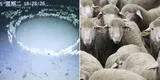 Cientos de ovejas llevan más de dos semanas dando vueltas en círculos sin parar en una granja: Es el rebaño 13 [VIDEO]