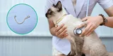 Mascotas: Efectos del gusano redondo en gatos
