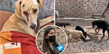 "Duele verlos sufrir": claman ayuda para más de 30 perritos abandonados en terminal de combis del Callao [VIDEO]