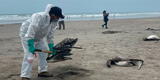 ¡Extraño fenómeno en la playa de Eten! Hallan decenas de pelícanos muertos a lo largo del litoral