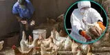 Gripe aviar: Senasa brinda recomendaciones para que aves de corral estén “libres de la enfermedad” [FOTO]