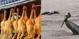 Gripe aviar: Asociación Peruana de Avicultura niega que se reduzca oferta nacional de pollo