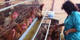 Gripe aviar: sacrifican aves de corral en Huacho y Chiclayo con el objetivo de evitar más contagios