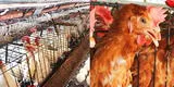 Minsa llegó a Lambayeque para identificar riesgo de infección de gripe aviar en humanos