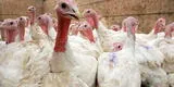 Gripe aviar: Gobierno prohíbe las ferias avícolas y peleas de gallos tras el virus de la influencia N5H1