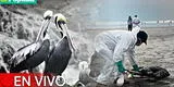 Gripe aviar en Perú EN VIVO: Estas son las restricciones del Minsa ante brote de virus en aves silvestres y domésticas