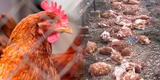 Huacho: Senasa confirma primer caso de gripe aviar en aves de corral