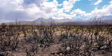 Arequipa: Con bosque de Queñuales se podrá reforestar el volcán Guardian "Pichu Pichu"
