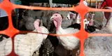 Gripe Aviar: Senasa recomienda comprar pollo y pavo congelado en Navidad para evitar contagios en humanos