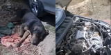 Huancayo: ladrones duermen a perro con somnífero y encierran a familia completa para desmantelar auto [VIDEO]