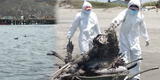 Gripe Aviar: ¿Pelícanos muertos en el mar pueden contagiar a los peces y otros animales marinos?