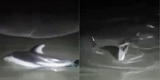 Áncash: pescadores encuentran decenas de delfines varados en playa de Casma [VIDEO]