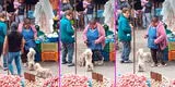 Perrito la rompe bailando huaino junto a su dueña en mercado de Comas: “¡Talentoso!” [VIDEO]