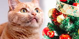 Navidad: ¿Por qué a los gatos les gusta los árboles navideños y cómo evitar los daños?