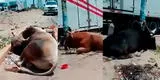 Protestas en Ica: toros y vacas agonizan de hambre y sed tras el bloqueo en la Panamericana Sur [VIDEO]