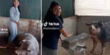 Venezolana trabaja en la extracción de semen de chanchitos y cuenta su experiencia [VIDEO]