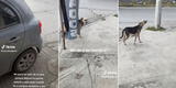 Perrito se encuentra con su dueño en la calle, pero se hace el 'loco' y hace reír en TikTok [VIDEO]