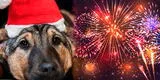 Navidad: Consejos para cuidar a tu mascota de los fuegos artificiales
