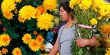 ¿Por qué se colocan flores amarillas en Año Nuevo?