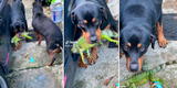 Rottweiler caza a una iguana y su dueño le grita: “Suelta eso, Gustavo, ese animalito no te hizo nada”