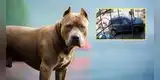Señor apuñaló y mató al pitbull que mordió a su hijo de 13 años en el cuello: Pidió sacrificarlo