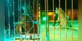 Domador sufrió ataque de un tigre en pleno show de circo y se salvó de morir