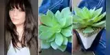 Mujer cuidó de una planta dos años, pero al trasplantarla descubre que era de plástico: "Estaba muy orgullosa"