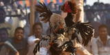 Dos hombres murieron tras ser heridos por gallos de pelea armados con espuelas en un festival: Eran los dueños