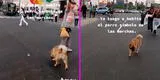 'Bebito', perrito símbolo de las marchas contra Dina Boluarte, fue adoptado