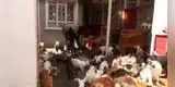 Amor por los felinos: Mujer convierte su casa en refugio  y tiene 600 gatos