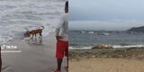 Punta Negra: mar arroja cuerpo sin vida de lobo marino y bañistas quedan impactados