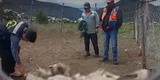 Huaraz: Rayo mata a 28 ovejas en segundos al caer en corral con cerco de metal