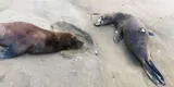 Lobos marinos aparecen varados y muertos en playa Sarapampa - Asia
