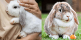 Conejos: Conoce cómo jugar con tu mascota