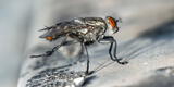 La increíble razón de la aparición de moscas en verano y cómo evitarlas en casa