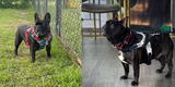 La Molina: Bulldog francés desaparece luego de que su dueño lo dejara amarrado afuera de banco