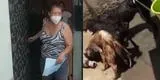 Santa Anita: Familia capturaba a perros callejeros para darlos como comida a sus mascotas