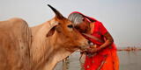 Día de abrazar vacas para sustituir el día de San Valentín fue cancelado en la India