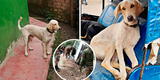 "Marquitos", el perrito callejero rescatado por un agente PNP que también fue asesinado en el VRAEM