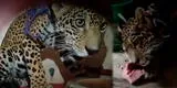 Puerto Maldonado: Cría de jaguar fue alimentado y cuidado por mujer que lo encontró en el balcón de su casa
