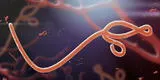 Cómo fue el avance de los peligrosos filovirus, desde el Ébola al brote de Marburgo